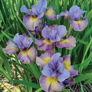 Sun Comes Up Iris Thumbnail